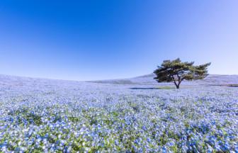 一面の花景色！ゴールデンウィークが見頃の絶景観光スポット5選