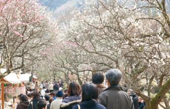 【歳時記】熱海で愛でる梅・桜・チューリップ。一足お先に春気分を満喫!