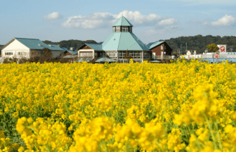 【季節・歳時記】春がいっぱい!房総の菜の花巡りへ