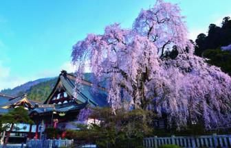 山梨の桜名所「身延山」でお花見トレッキング