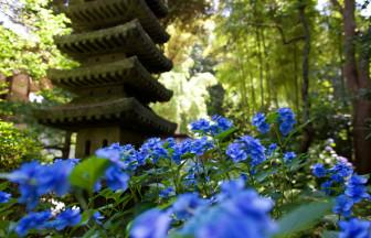 【季節・歳時記】今年の紫陽花はやはり鎌倉で