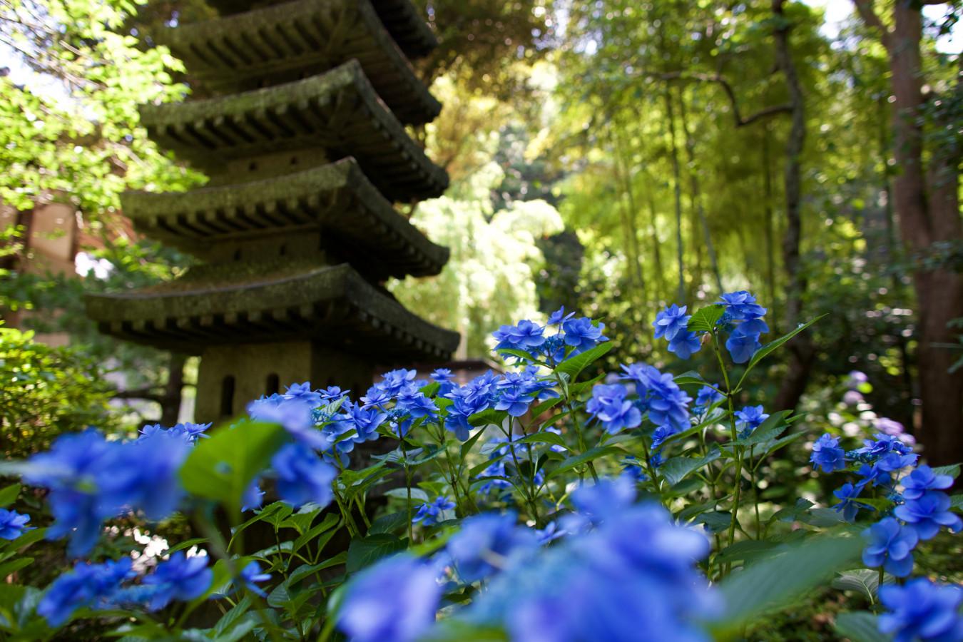 【季節・歳時記】今年の紫陽花はやはり鎌倉で
