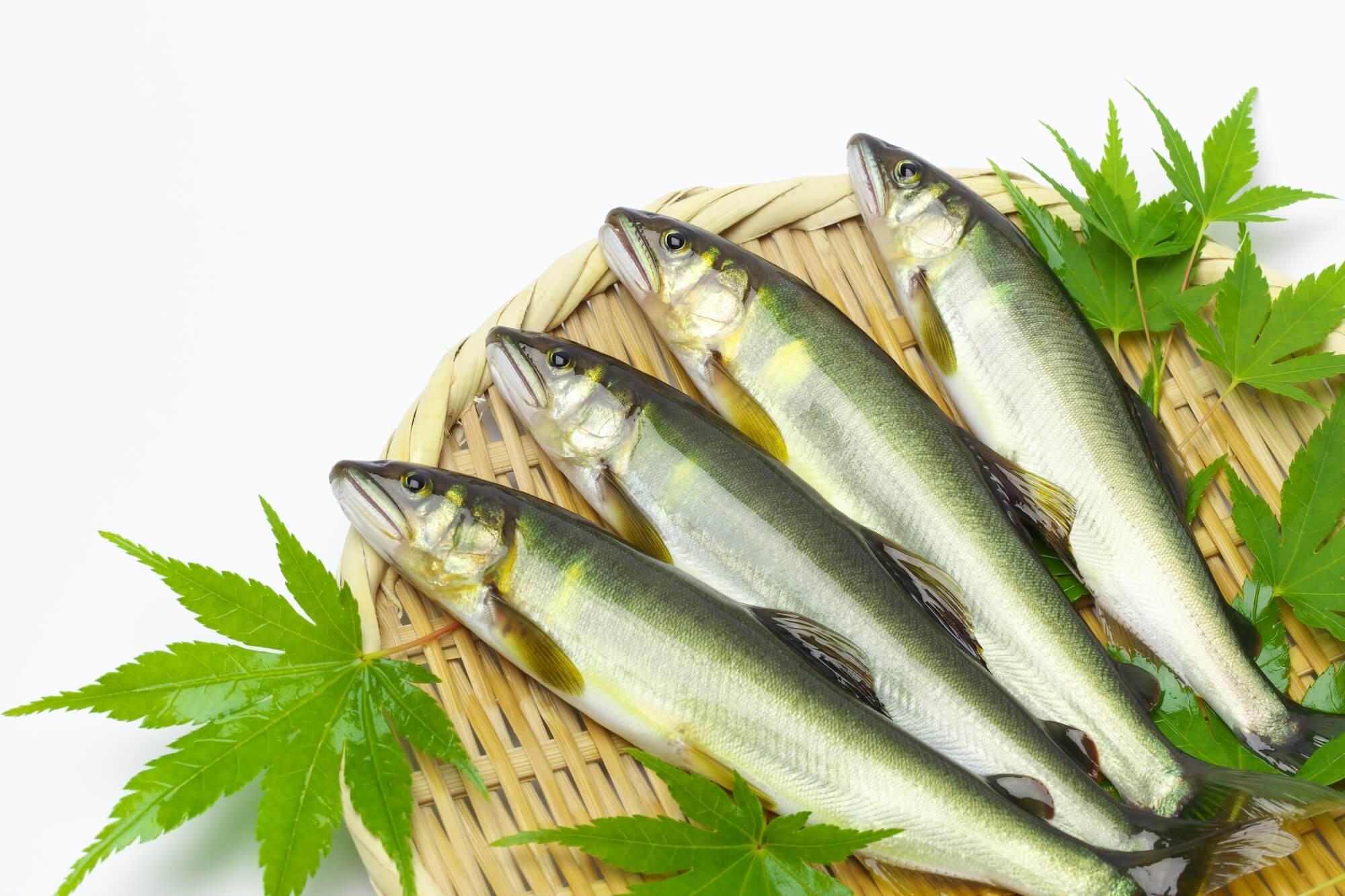 【旬のグルメ】川魚の女王、四万十川の鮎を食べにいく