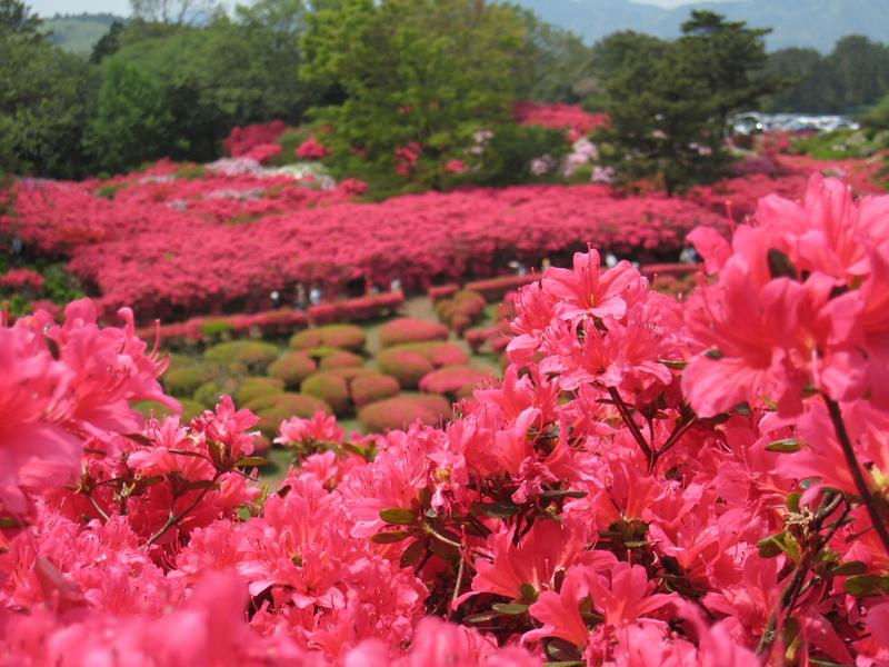 【ご当地ライター】小さな子どもがいる方にオススメ！伊東『小室山公園』