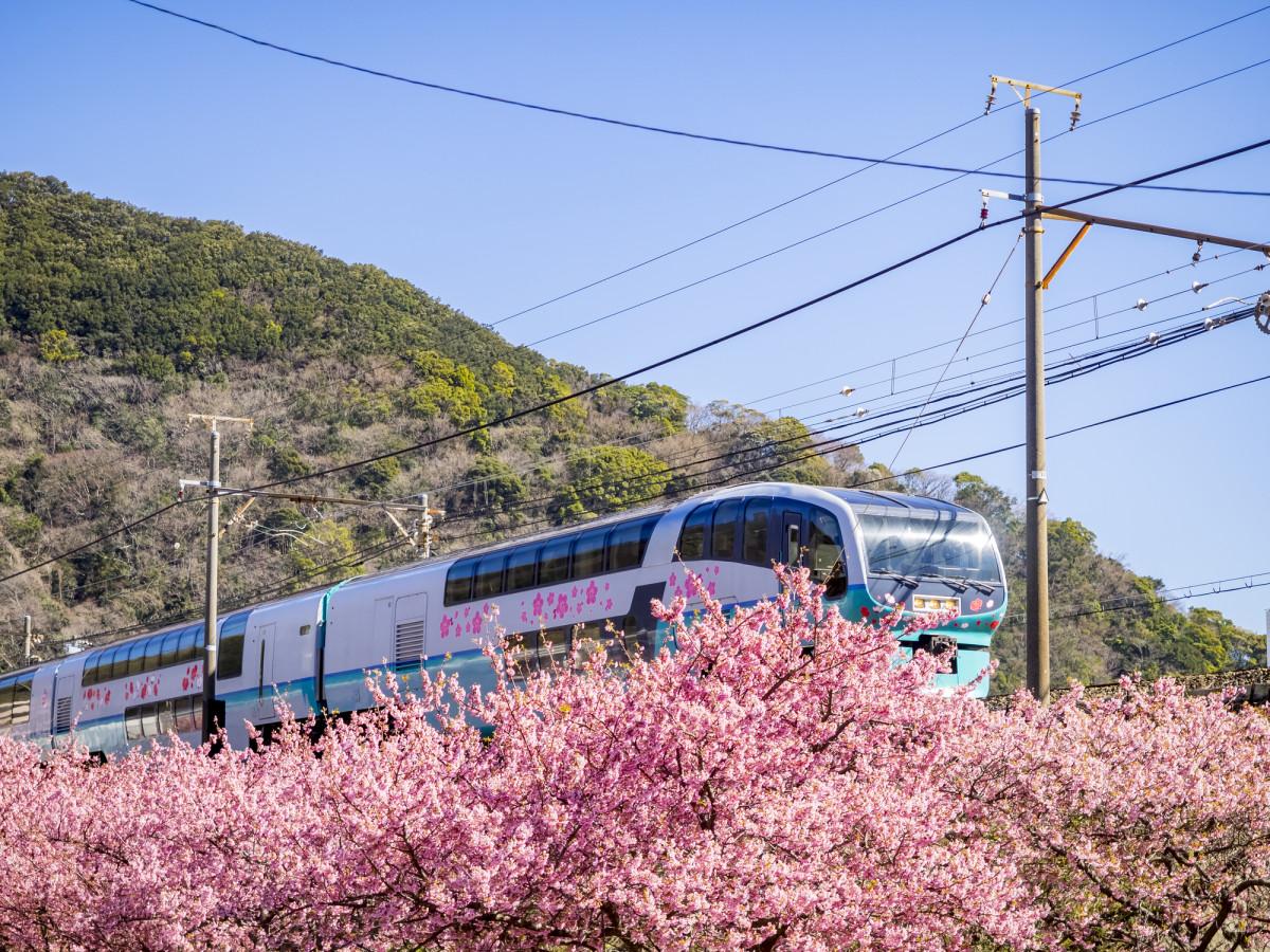 ゆこゆこ流電車旅のススメ～静岡県南伊豆町 河津桜編～