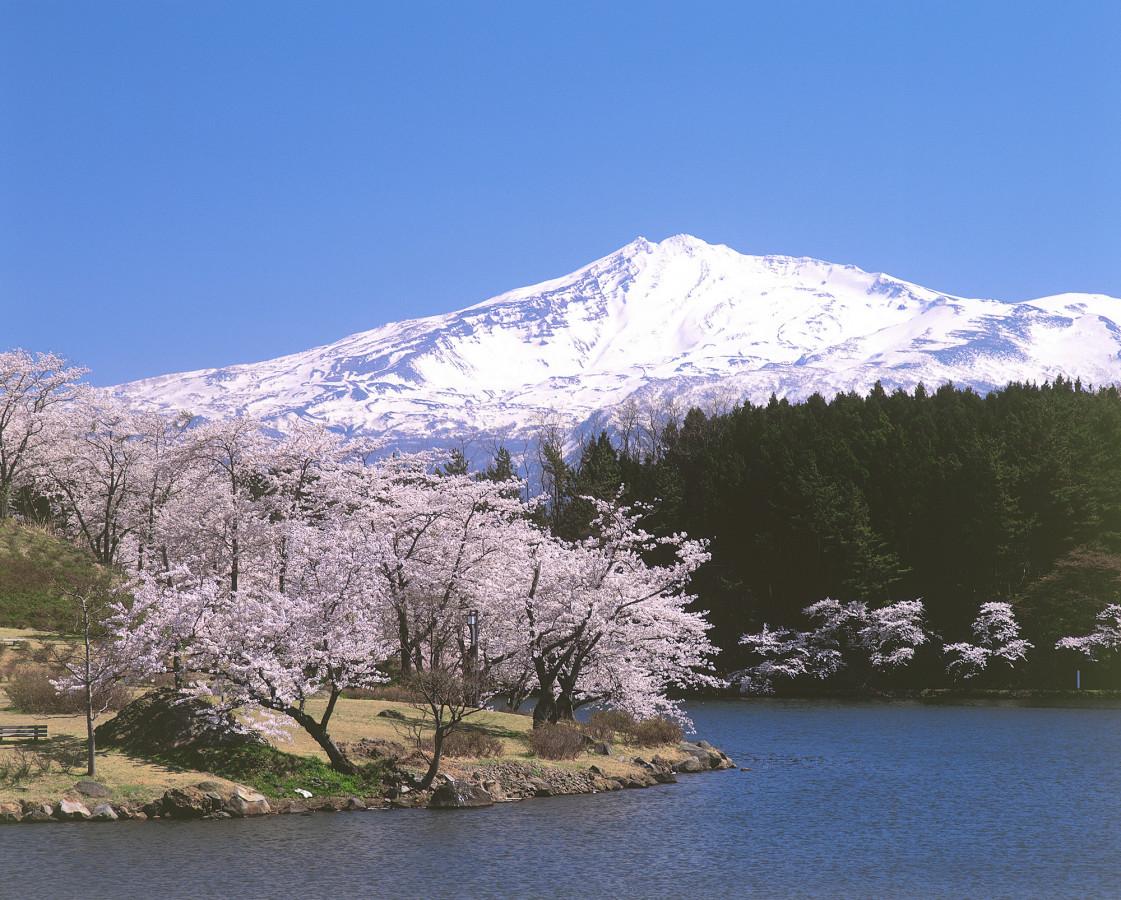 秋田県「勢至公園」で、奇跡の一枚「桜回廊×残雪」を激写!!