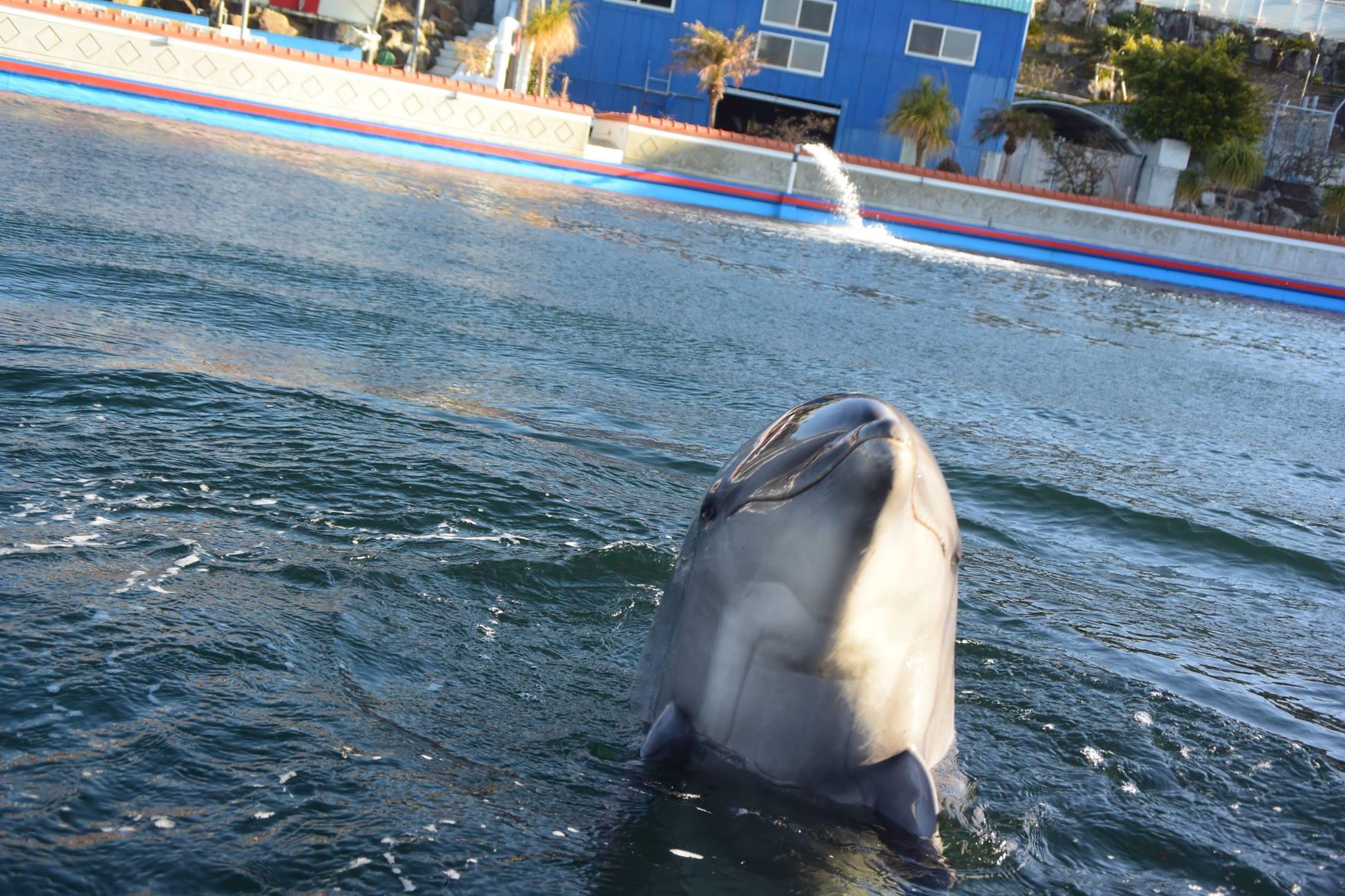 志布志湾「イルカランド」でたくさんの海の生き物と触れ合おう！