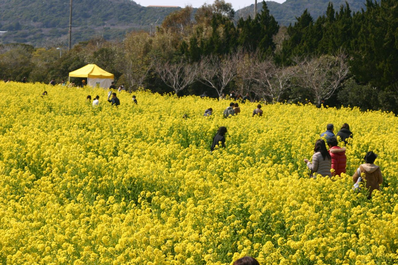 【東海】一面の菜の花畑に、花とイルミのコラボ！早春の花を楽しめるおすすめスポット4選