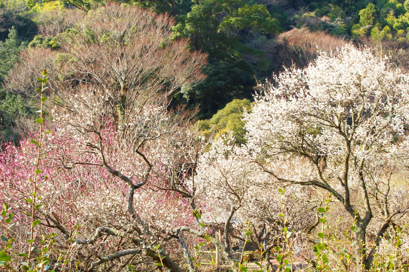 【伊豆】旬の花を愛でる春旅へ出かけよう！