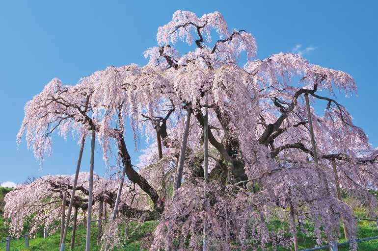 【東北】圧倒的なスケール！わざわざ行きたい桜の名所4選